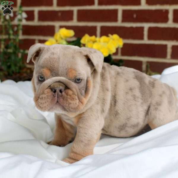 Stewie, English Bulldog Puppy