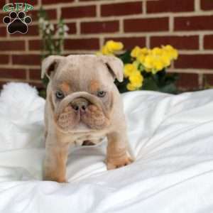 Stewie, English Bulldog Puppy