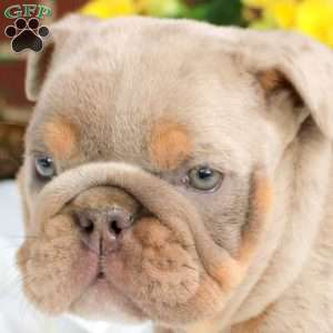 Stewie, English Bulldog Puppy