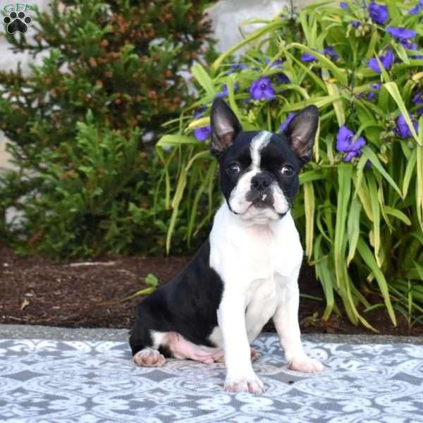 Stripe, Boston Terrier Puppy