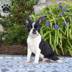 Stripe, Boston Terrier Puppy