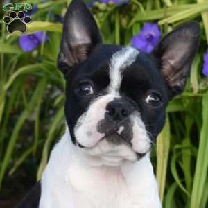 Stripe, Boston Terrier Puppy