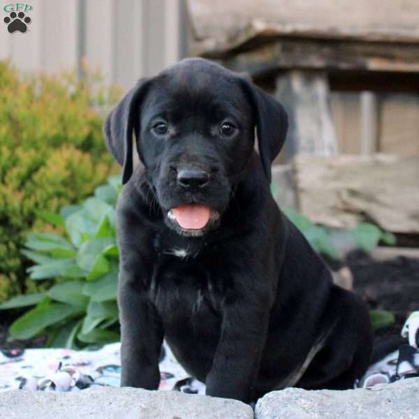 Sully, Boxer Mix Puppy