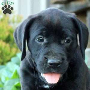 Sully, Boxer Mix Puppy