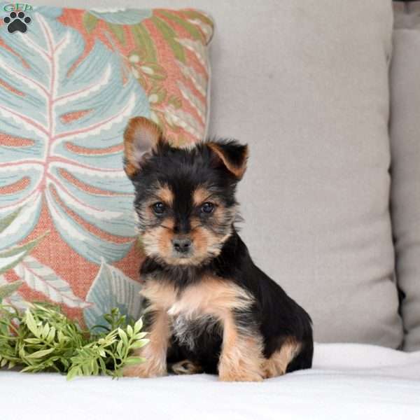 Summer, Yorkie Puppy