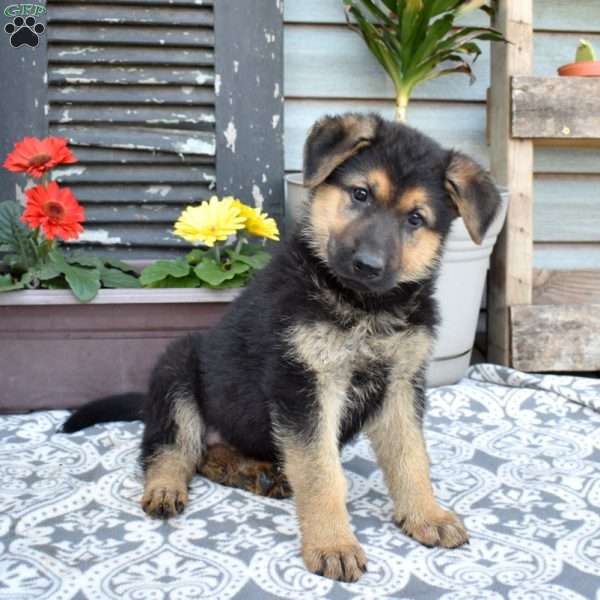 Summer, German Shepherd Puppy