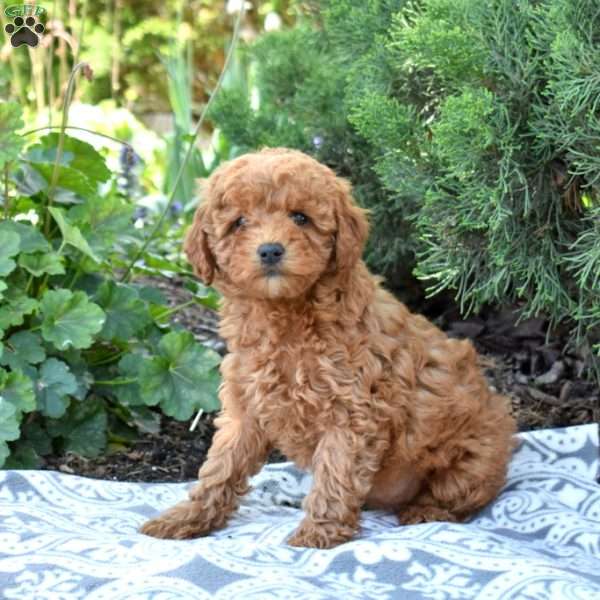 Summer, Maltipoo Puppy
