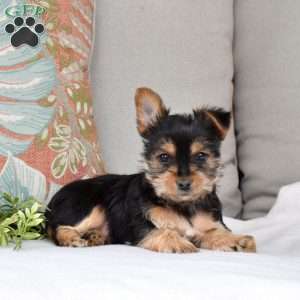 Summer, Yorkie Puppy