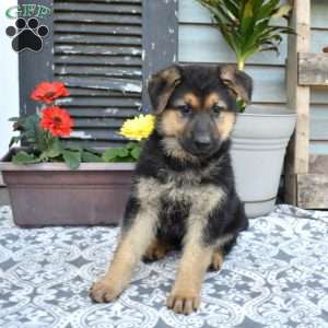 Summer, German Shepherd Puppy