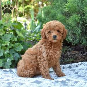 Summer, Maltipoo Puppy