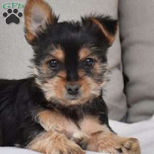 Summer, Yorkie Puppy