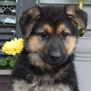 Summer, German Shepherd Puppy