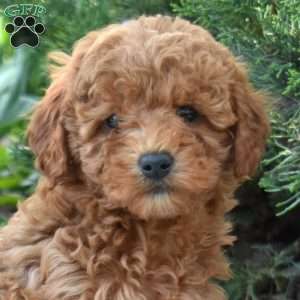 Summer, Maltipoo Puppy