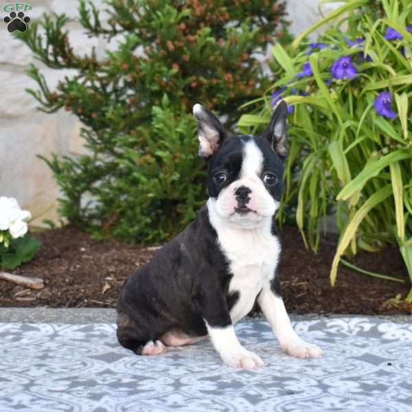 Sundae, Boston Terrier Puppy
