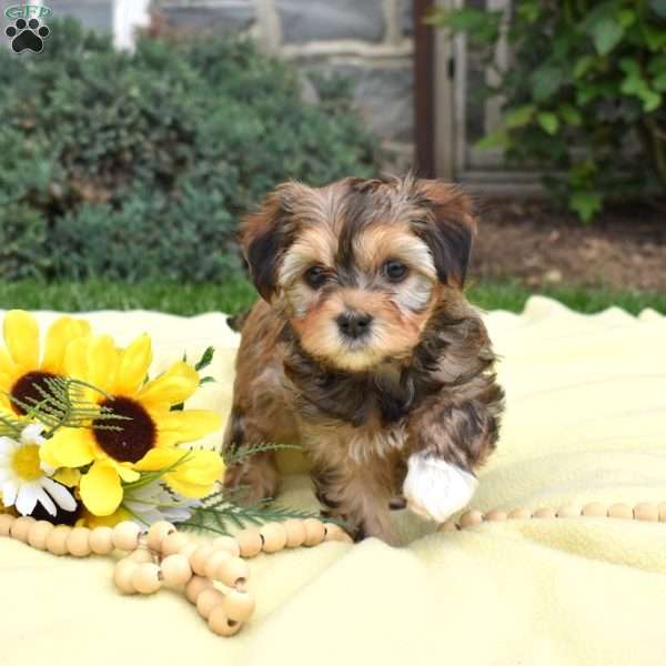 Sunshine, Havanese Mix Puppy