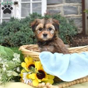 Sunshine, Havanese Mix Puppy