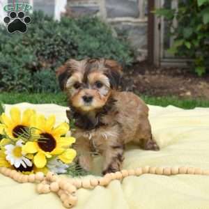 Sunshine, Havanese Mix Puppy
