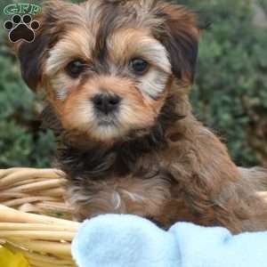 Sunshine, Havanese Mix Puppy