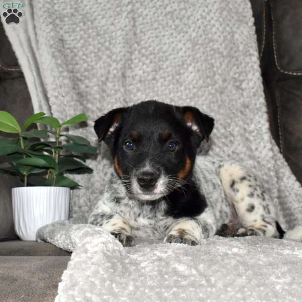 Sunshine, Blue Heeler – Australian Cattle Dog Puppy