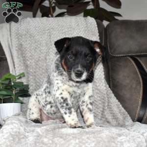 Sunshine, Blue Heeler – Australian Cattle Dog Puppy