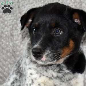 Sunshine, Blue Heeler – Australian Cattle Dog Puppy