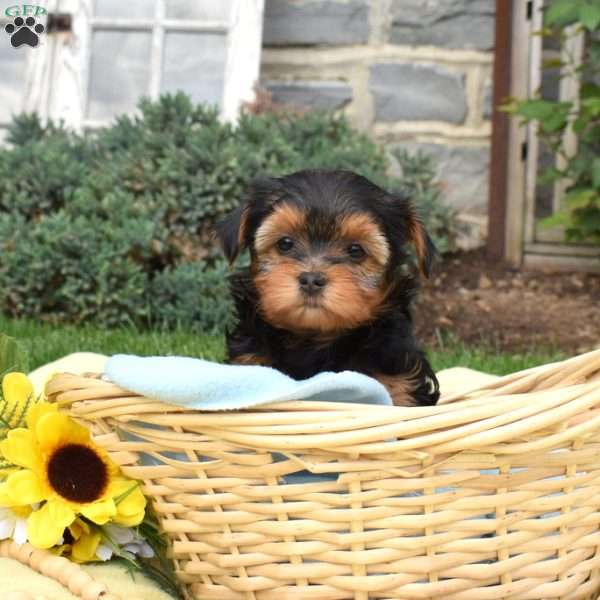 Surprise, Havanese Mix Puppy