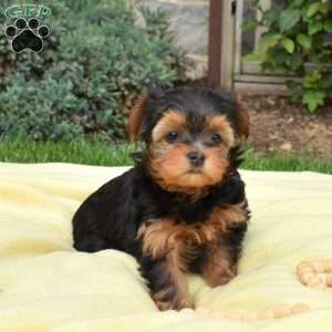 Surprise, Havanese Mix Puppy