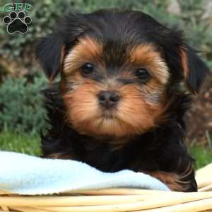Surprise, Havanese Mix Puppy