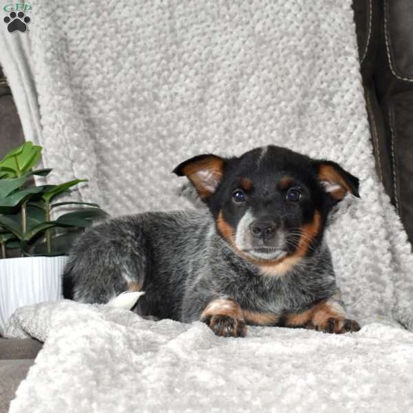 Sweetheart, Blue Heeler – Australian Cattle Dog Puppy