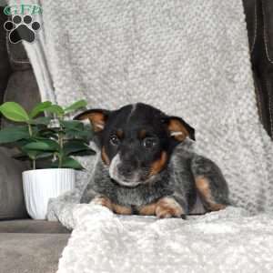 Sweetheart, Blue Heeler – Australian Cattle Dog Puppy