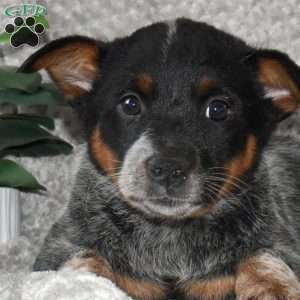 Sweetheart, Blue Heeler – Australian Cattle Dog Puppy