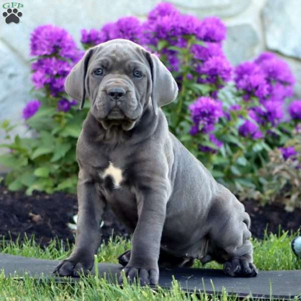 Talia, Cane Corso Puppy