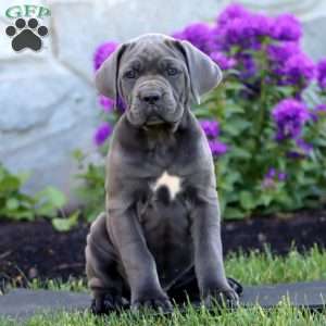 Talia, Cane Corso Puppy