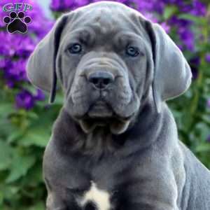 Talia, Cane Corso Puppy
