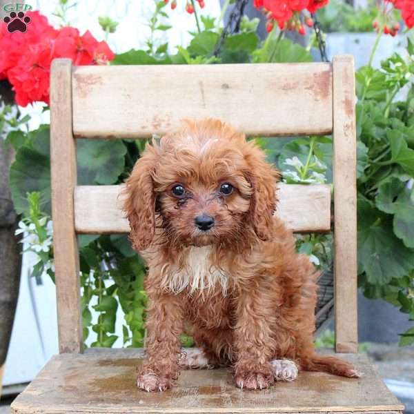 Tammy, Cavapoo Puppy