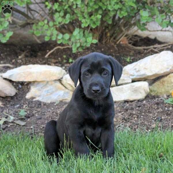 Tammy, Black Labrador Retriever Puppy