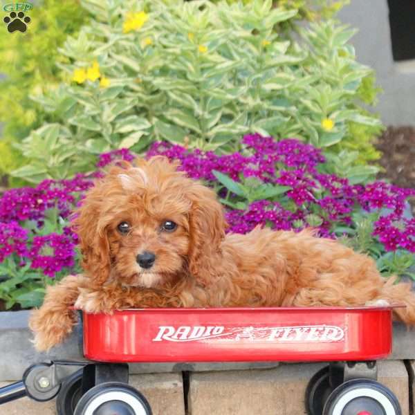Tammy, Cavapoo Puppy