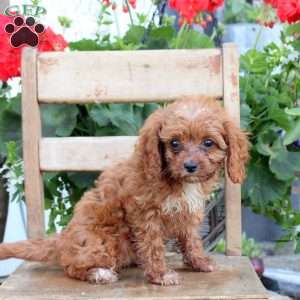 Tammy, Cavapoo Puppy