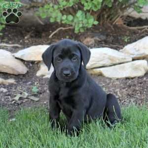 Tammy, Black Labrador Retriever Puppy