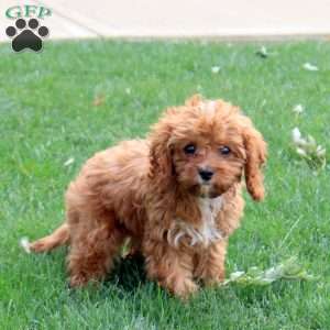 Tammy, Cavapoo Puppy