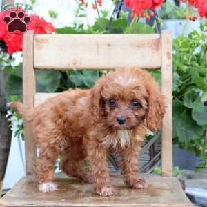 Tammy, Cavapoo Puppy