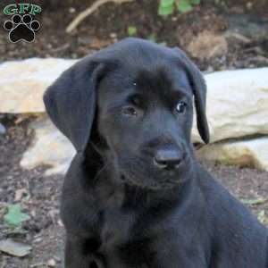Tammy, Black Labrador Retriever Puppy