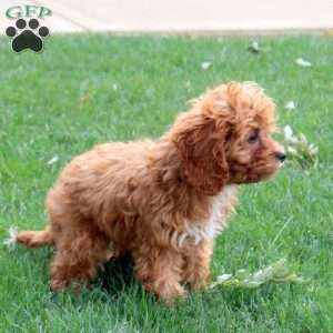 Tammy, Cavapoo Puppy