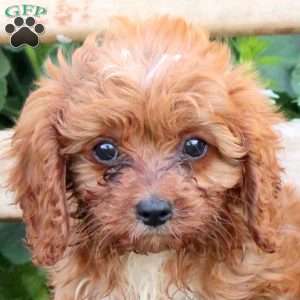 Tammy, Cavapoo Puppy