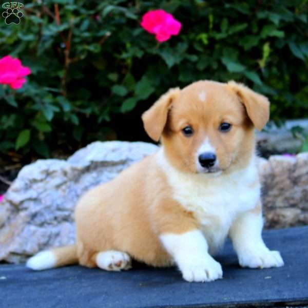 Tammy, Pembroke Welsh Corgi Puppy