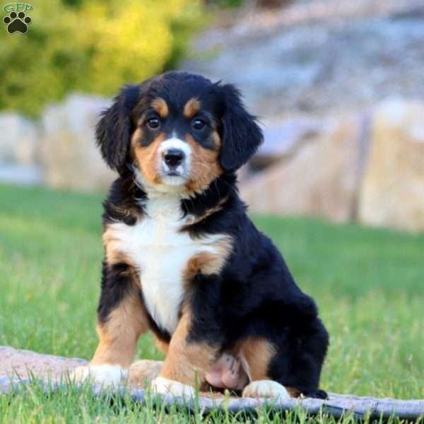 Tammy, Miniature Bernese Mountain Dog Puppy
