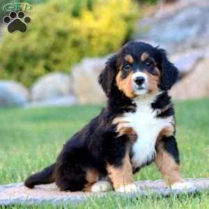 Tammy, Miniature Bernese Mountain Dog Puppy