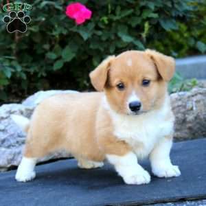 Tammy, Pembroke Welsh Corgi Puppy
