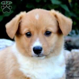 Tammy, Pembroke Welsh Corgi Puppy