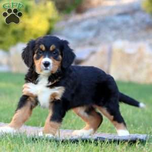 Tammy, Miniature Bernese Mountain Dog Puppy